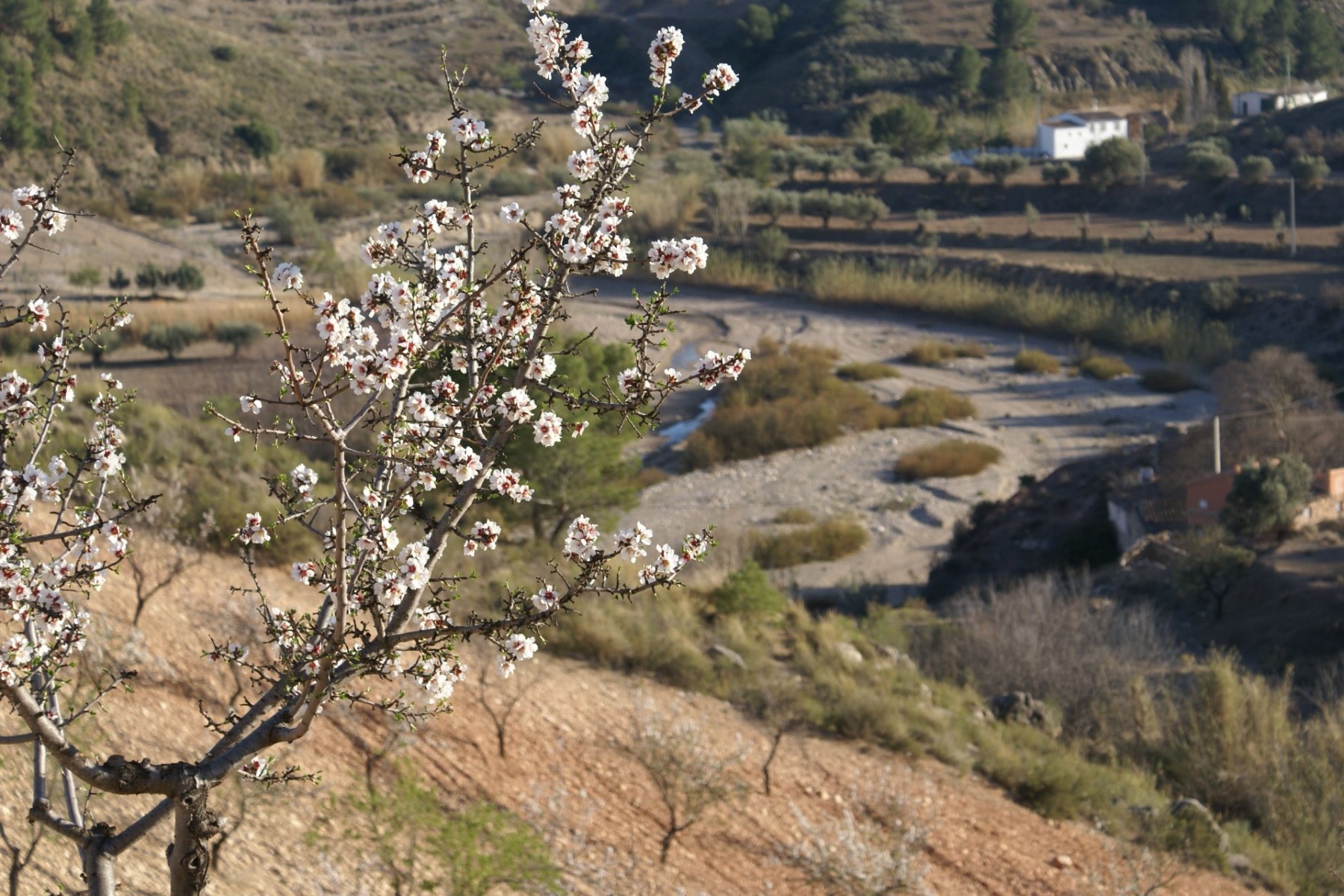 Land in Henares - Image 3
