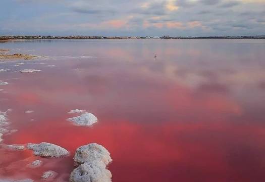 Obra Nueva - Villa - Torrevieja - Lago jardin