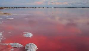 Obra Nueva - Adosado - Torrevieja - Lago jardin