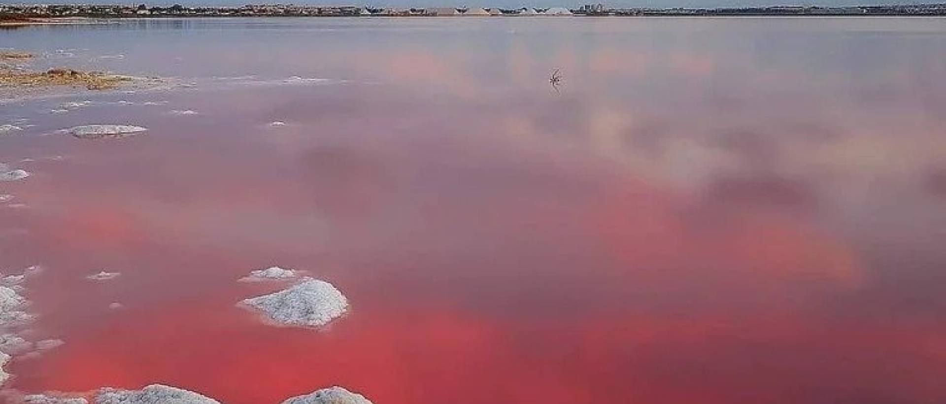 Obra Nueva - Adosado - Torrevieja - Lago jardin