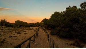 Obra Nueva - Villa - La Marina - La Marina / El Pinet