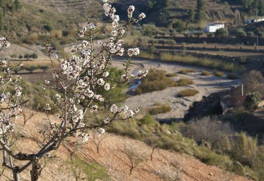 Reventa - Plot - Murcia