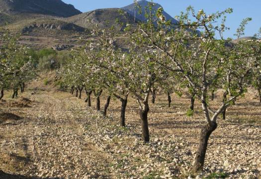 Reventa - Plot - Murcia