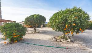 Resale - Finca / Country Property - Orihuela - San Bartolome