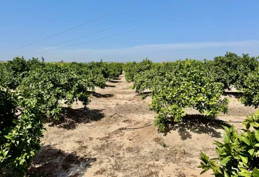 Resale - Finca / Country Property - Rojales