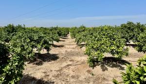 Resale - Finca / Country Property - Rojales