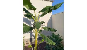 Resale - Villa / Detached - Ciudad Quesada - Quesada Center