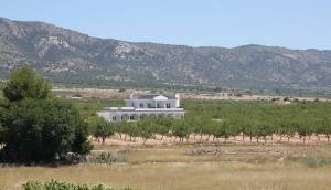 Obra Nueva - Villa / Chalet - Pinoso - Camino Del Prado