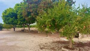 Resale - Finca / Country Property - Rojales - Cuidad Quesada