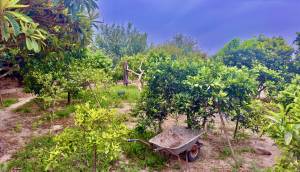 Resale - Finca / Country Property - Rojales - Cuidad Quesada