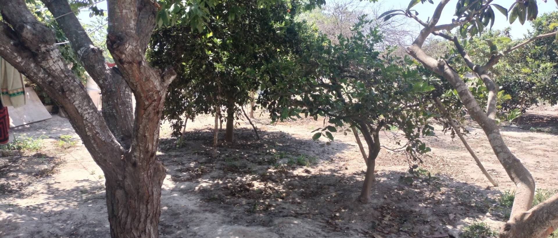 Resale - Finca / Country Property - Rojales - Cuidad Quesada