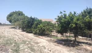 Resale - Finca / Country Property - Rojales - Cuidad Quesada