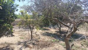 Resale - Finca / Country Property - Rojales - Cuidad Quesada