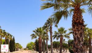 Obra Nueva - Villa / Chalet - San Fulgencio - La Escuera