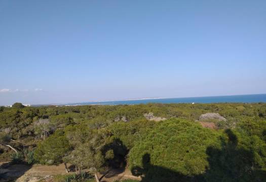 Obra Nueva - Apartmento - Guardamar del Segura - Pueblo