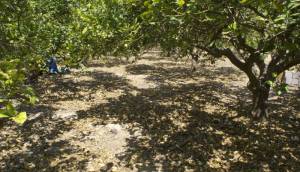Reventa - Villa / Chalet - San Miguel de Salinas