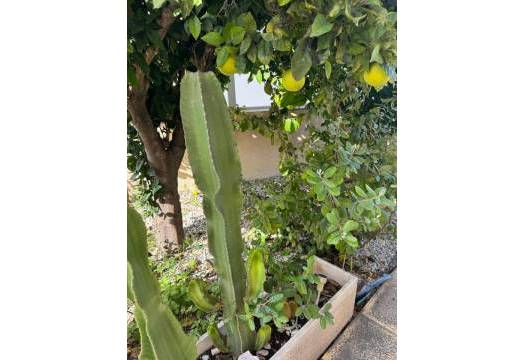 Resale - Villa - Benijofar