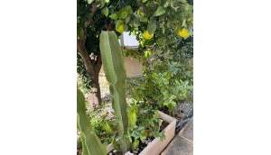 Resale - Villa - Benijofar